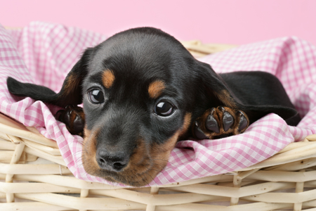 Puppy in Pink Gingham (DP719)