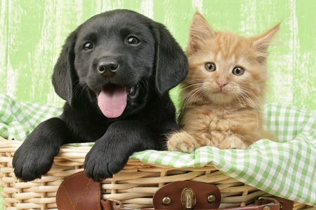 Puppy & Kitten in Green Gingham (DP720)