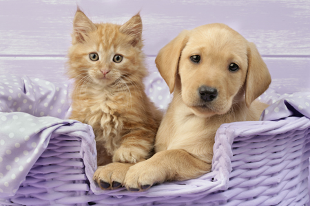 Puppy & Kitten in Lilac Basket (DP721)