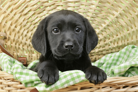 Black Labrador Puppy in Basket (DP722)