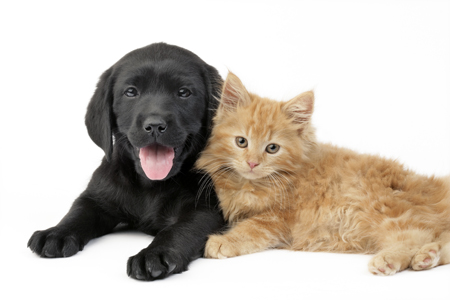 Black Puppy & Ginger Kitten (DP724)