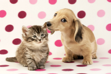 Kitten & Puppy on Pink Polka Dots (DP725)