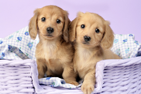 Two Puppies in Lilac Basket (DP726)