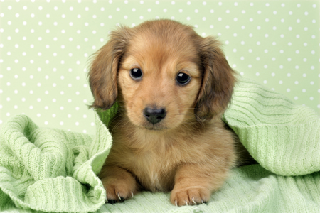 Puppy in Pale Green Blanket (DP727)