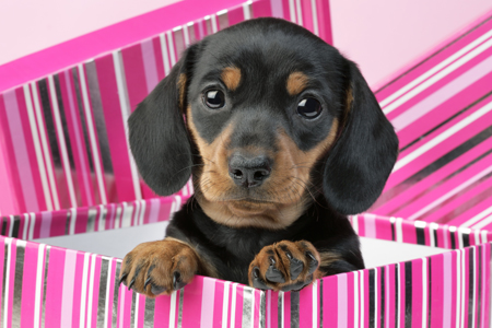 Puppy in Pink Striped Box (DP728)