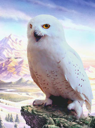 Snowy Owl