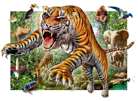 Tiger and Wildlife