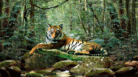 Tiger In Jungle