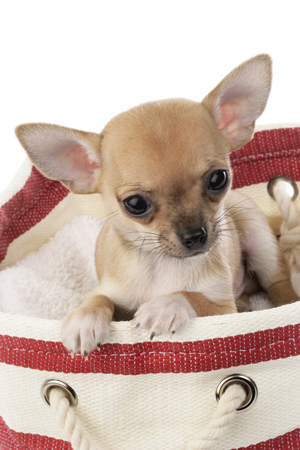 Chihuahua in Beach Bag