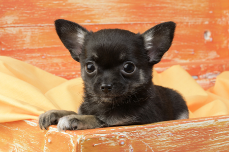 Black Pup in Orange Box DP731