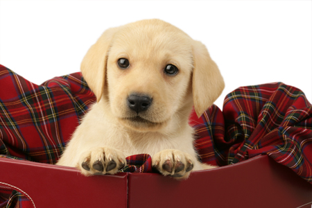 Lab Pup in Red Tartan