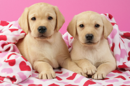 Puppies in Heart Blanket