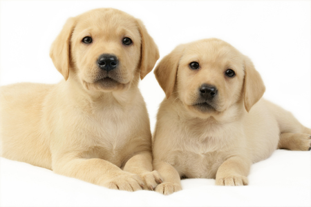 Alert Labrador Puppies