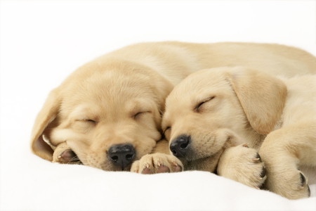 Labrador Pups Asleep on White