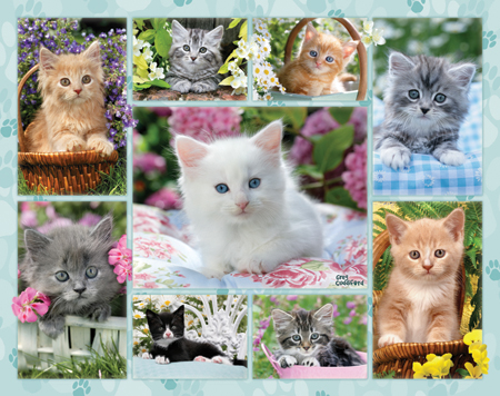 Cute Kitten Multi-Pic