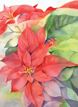 Poinsettias