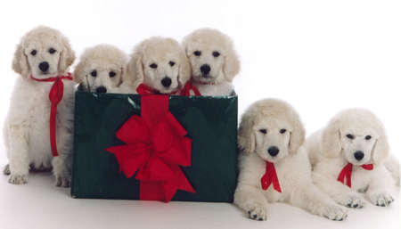 White Christmas Puppies