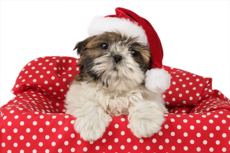 Santa Puppy (C587)