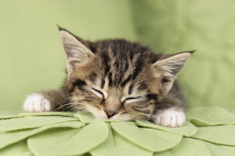 Green Kitten Sleeping (CK470)