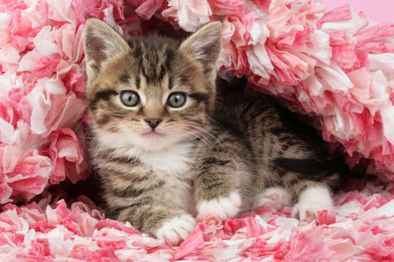 Kitten in Pink (CK471)