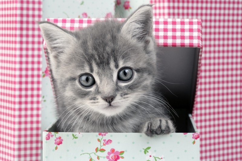 Grey Kitten in Box (CK472)