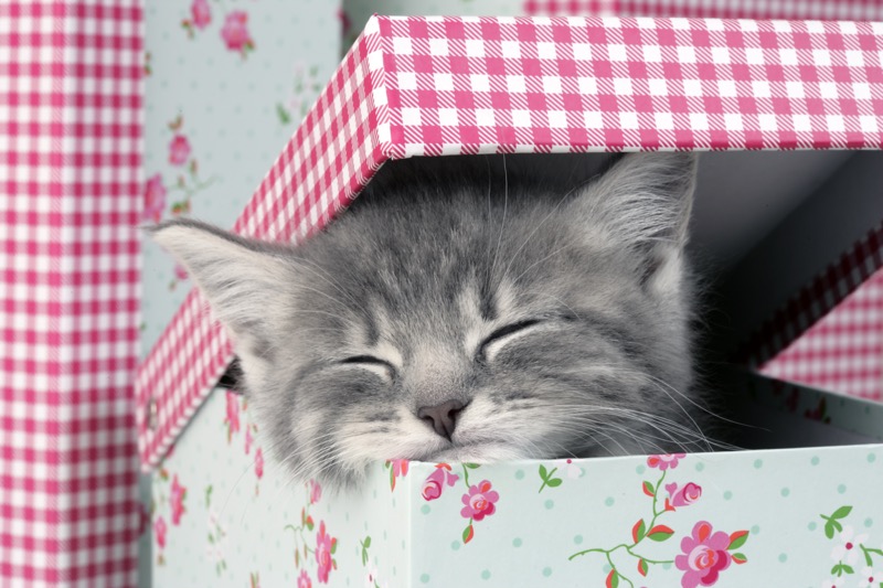 Kitten Sleeping in Box (CK473)