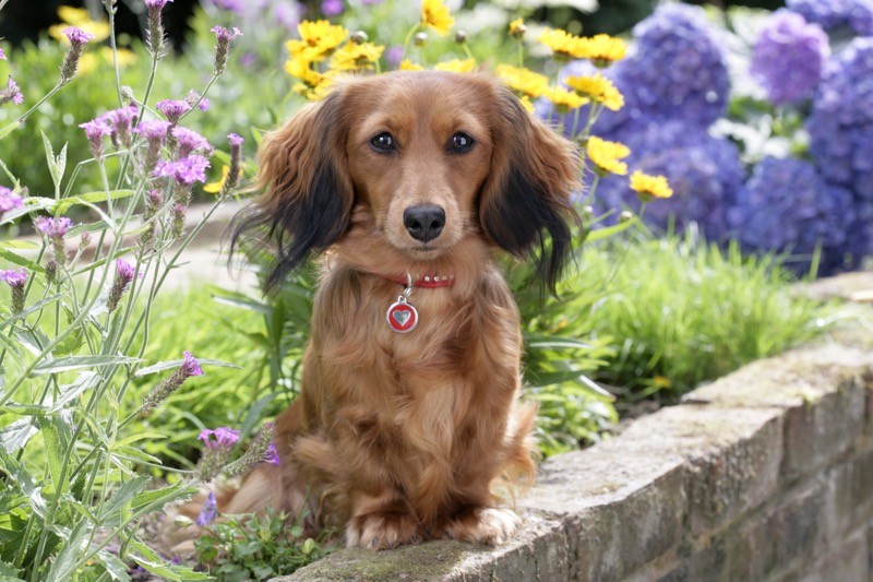 Puppy in the Garden (DP736)