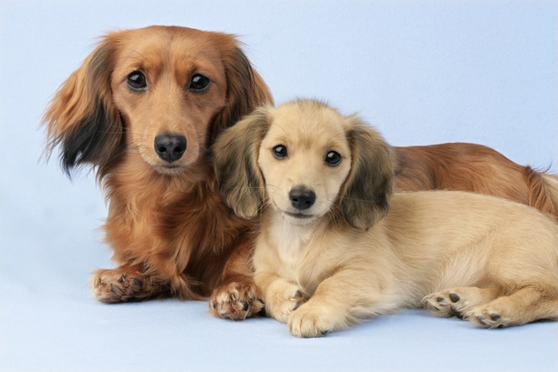 Two Cute Puppies (DP737)