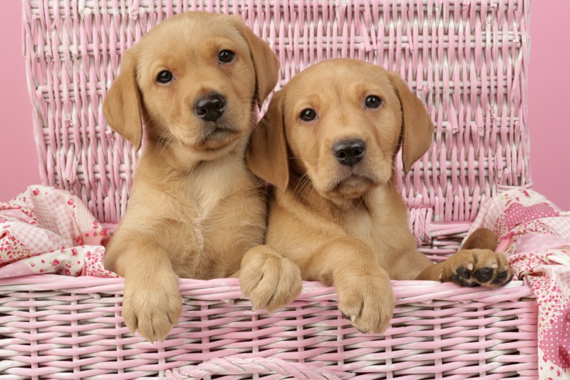 Two Puppies in a Basket (DP738)