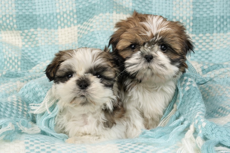 Two Puppies in Blanket (DP741)