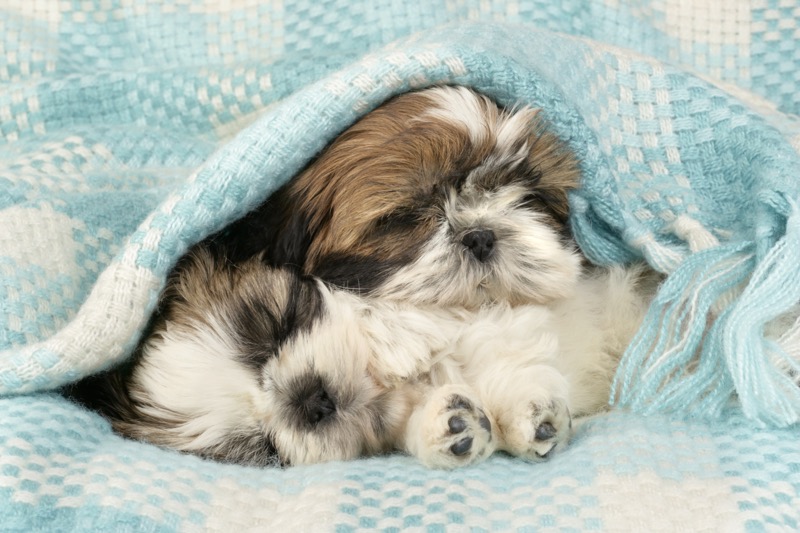 Puppies Sleeping in Blanket (DP742)