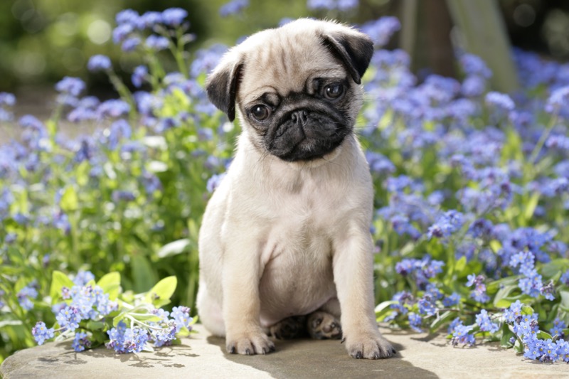 Pug Puppy (DP744)