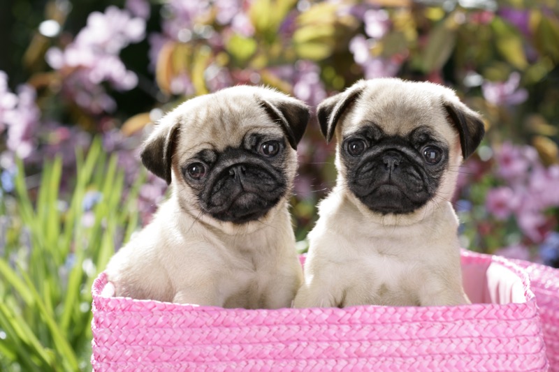 Two Pug Puppies (DP745)