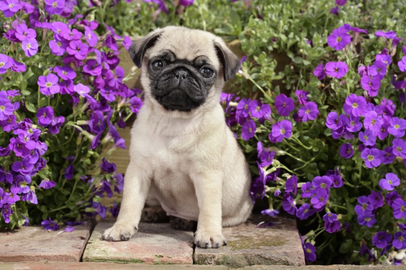 Pug with Flowers (DP746)