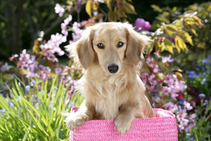 Dog in Pink Basket (DP747)