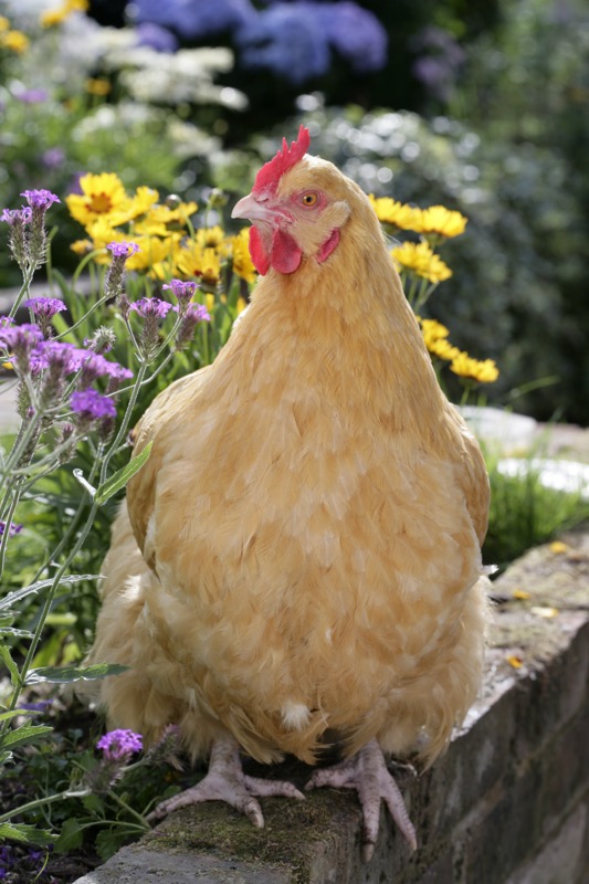 Chicken in Garden (EA552)