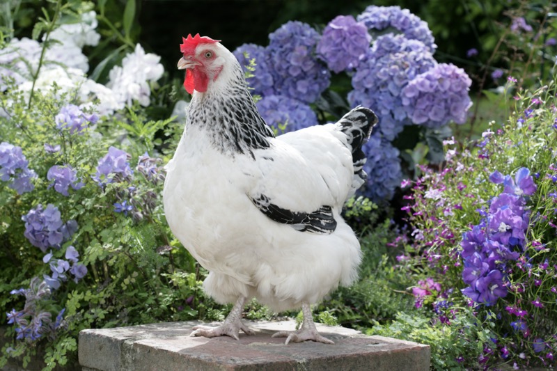 White Chicken in Garden (EA554)