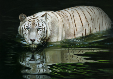 White Tiger in Water