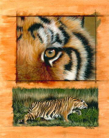 Tiger Study