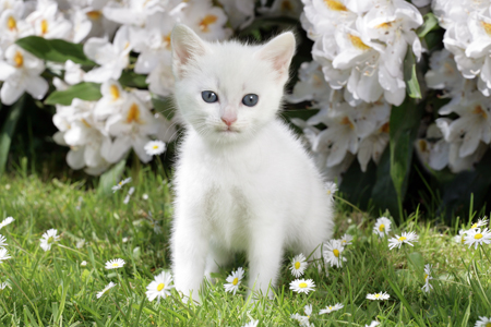 White Kitten in Blossom (CK474)