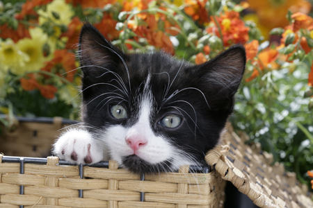 Kitten in Woven Basket (CK475)