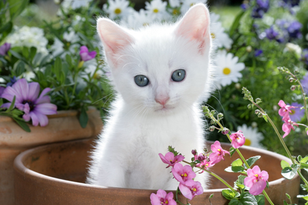 White Kitten in Flowerpot (CK477)