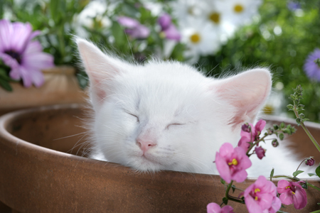 Sleeping Kitten in Flowerpot (CK478)