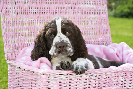 Dog in Pink Woven Basket (DP748)