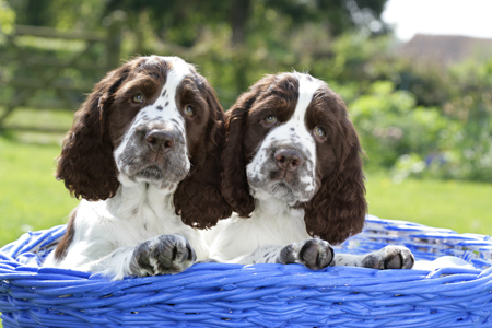 Two Pups in Marine Basket (DP749)