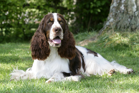 Dog on Lawn (DP752)