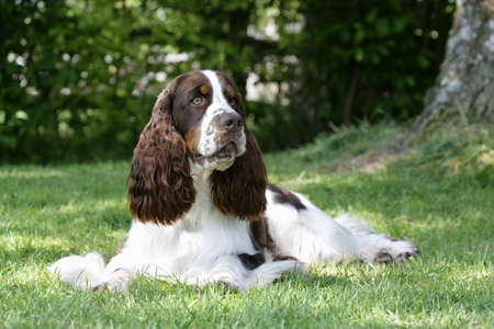 Springer Spaniel on Lawn (DP752B)