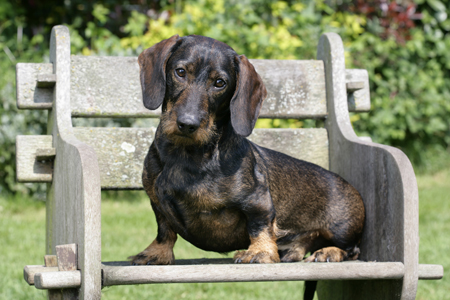 Dachshund on Garden Bench (DP753)