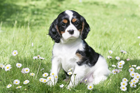 King Charles Pup in Daisies (DP754)