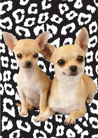 Chihuahuas with Animal Print